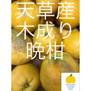 晩柑　家庭用　14kg(フルーツ)
