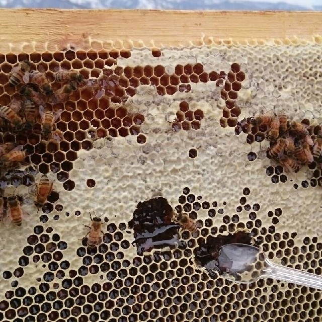 アカシア蜂蜜 国産純粋 非加熱 1kg
