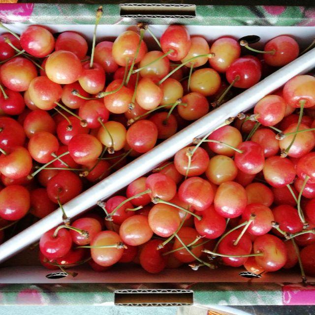 訳アリ品!山形県産サクランボ【佐藤錦or紅秀峰】1kgバラ入れ Mサイズ主体② 食品/飲料/酒の食品(フルーツ)の商品写真