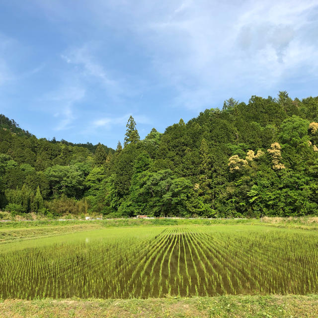 兵庫県丹波市産　コシヒカリ  白米５キロ 食品/飲料/酒の食品(米/穀物)の商品写真