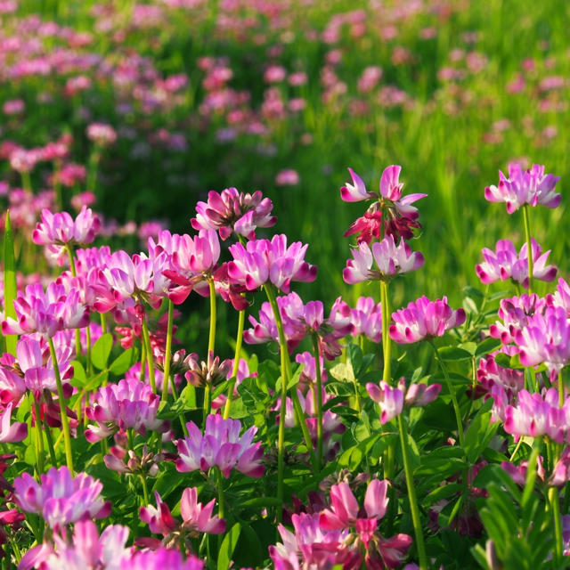 れんげの花 懐かしの蓮華 レンゲ 種 1000粒以上 の通販 By 自然趣味 S Shop ラクマ