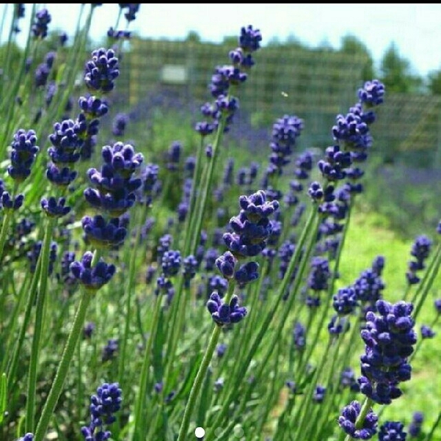 【専用】イングリッシュラベンダー　50粒　花種 ハンドメイドのフラワー/ガーデン(プランター)の商品写真
