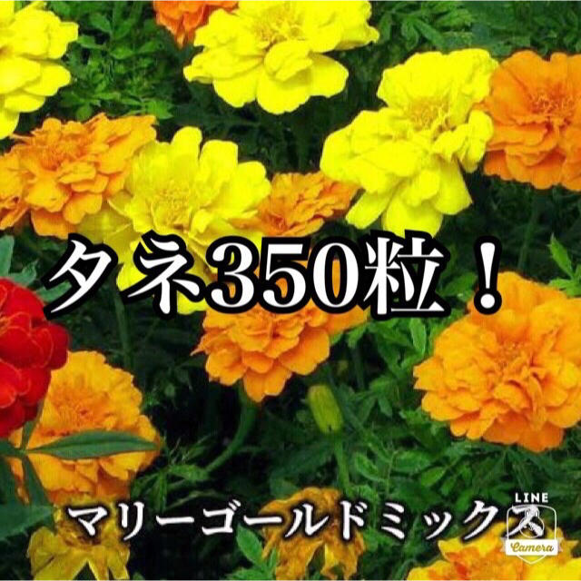 種 花 植物　マリーゴールド タネ 350粒 期間限定　観葉植物 インテリア インテリア/住まい/日用品のインテリア小物(その他)の商品写真