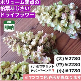 小さいサイズ【即納】柏葉あじさい ドライフラワー 紫陽花 カシワバアジサイ 人気(ドライフラワー)