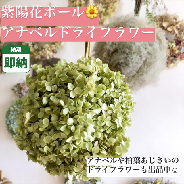 紫陽花ボール 即納 アナベル ドライフラワー あじさい インテリア 花 枝付きの通販 By のんたん S Shop ラクマ