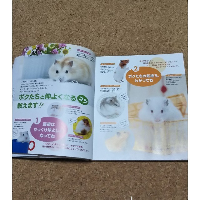 かわいいハムスタ－の飼い方 エンタメ/ホビーの本(住まい/暮らし/子育て)の商品写真