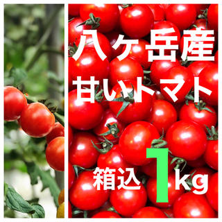 八ヶ岳(長野県) 産 ミニトマト 箱込約1kg  味濃いめ　安心な割れ保証あり(野菜)
