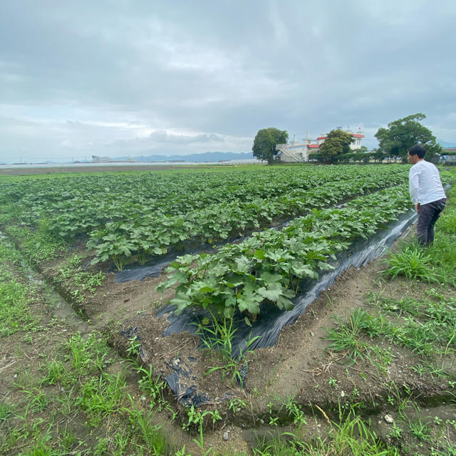 熊本県八代産　オクラ　露地栽培 食品/飲料/酒の食品(野菜)の商品写真