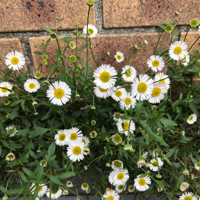 ★こぼれ種で花咲く！エリゲロン（源平小菊）種‼️ ハンドメイドのフラワー/ガーデン(その他)の商品写真