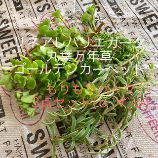 リネアレバリエガータ　丸葉万年草　ゴールデンカーペット　多肉植物　セダム(その他)