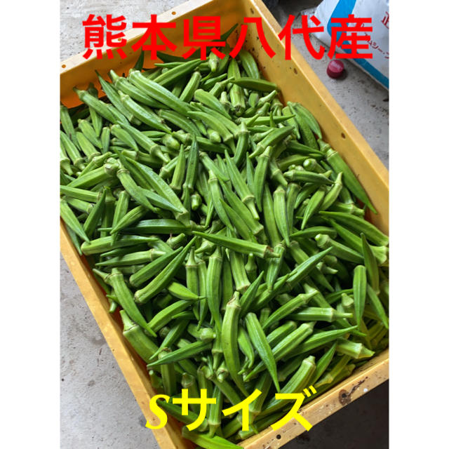 熊本県八代産　オクラ　Sサイズ60本 食品/飲料/酒の食品(野菜)の商品写真