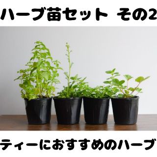 ハーブ苗セット その2 ティーにおすすめのハーブです。 要望対応可！(プランター)