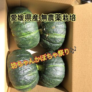 愛媛県産 無農薬栽培 坊ちゃんかぼちゃ 4玉(野菜)