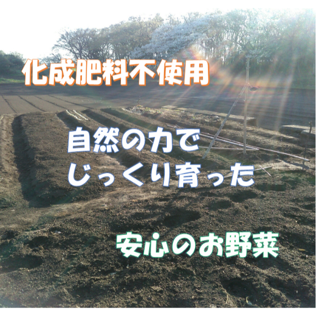 にゃさん様　無農薬野菜　新ジャガ　男爵　べにあかり　１，５ｋｇ 食品/飲料/酒の食品(野菜)の商品写真