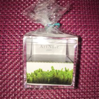 幸福の苔テラリウム　Fortune Moss 〈砂ゴケ〉(その他)