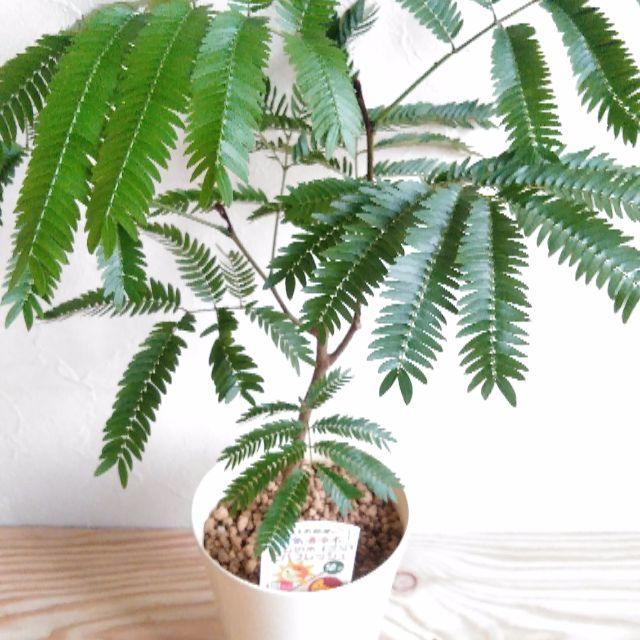 空気清浄木 観葉植物 エバーフレッシュの通販 By はる S Shop ラクマ