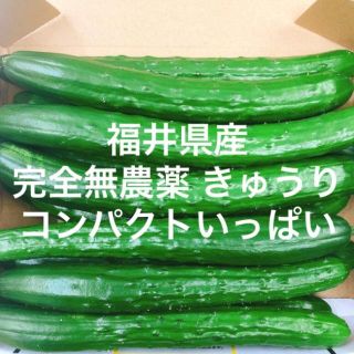 福井県産 完全無農薬 きゅうり コンパクトいっぱい(野菜)