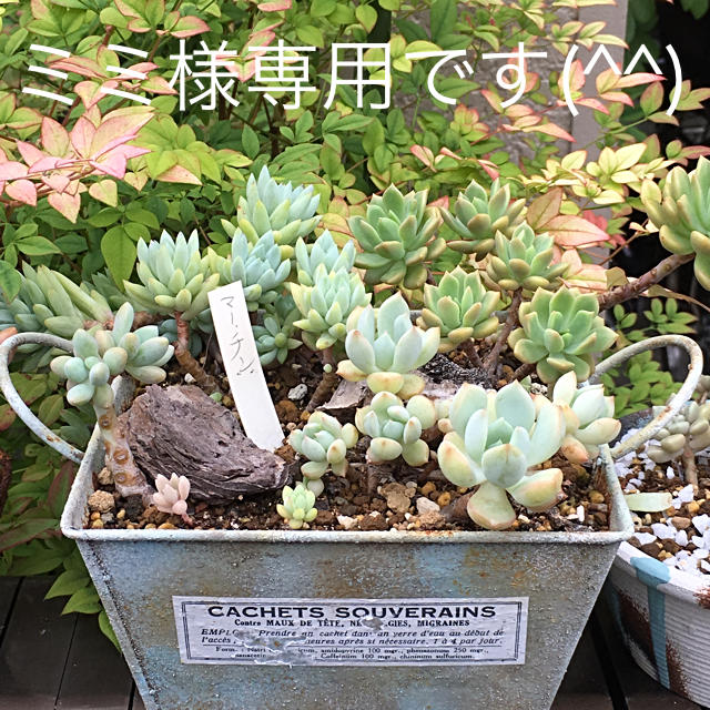 多肉植物リメイク缶鉢寄せ植えにどうぞ(^^)-eastgate.mk