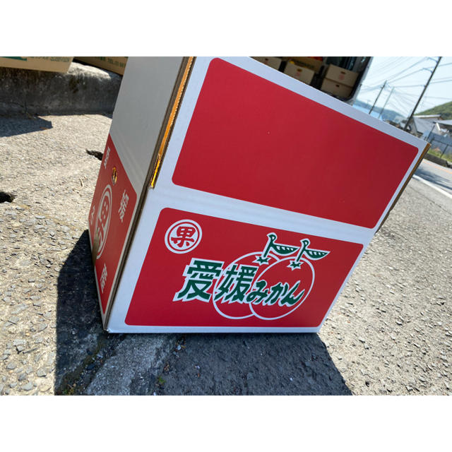 大玉　宇和ゴールド　7Kg  河内晩柑　愛媛　みかん 食品/飲料/酒の食品(フルーツ)の商品写真