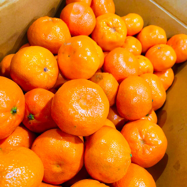 マンダリンマーコットオレンジ5kg 訳あり激安　全国送料込み 食品/飲料/酒の食品(フルーツ)の商品写真