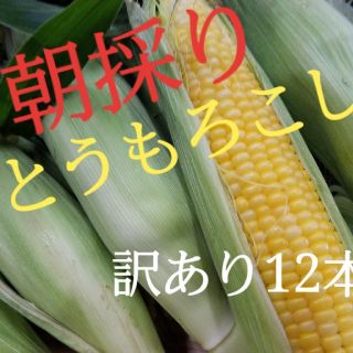 朝採りとうもろこし(野菜)