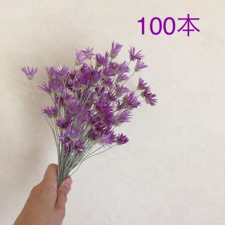 キセランセマム　100本　花材(ドライフラワー)