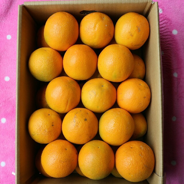 和歌山有田産　バレンシアオレンジ　6kg(送料込み) 食品/飲料/酒の食品(フルーツ)の商品写真