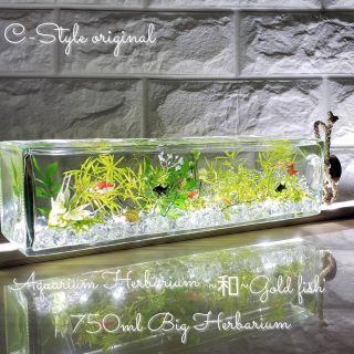 レア出品 限定 涼しい夏の水槽  横置きBig ～和～Gold fish(プリザーブドフラワー)