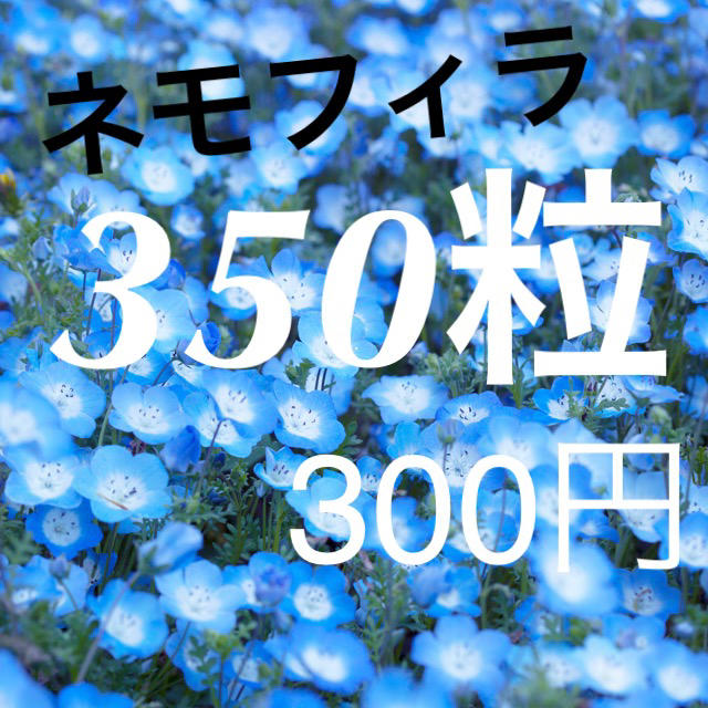 【最安値】ネモフィラ、インシグニスブルーの種《350粒》大容量！グランドカバー！ ハンドメイドのフラワー/ガーデン(プランター)の商品写真