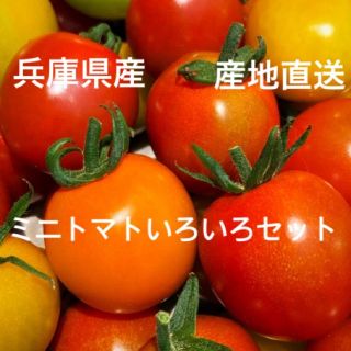 ミニトマトカラフルMIX1キロ(野菜)