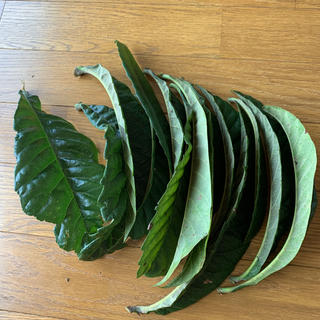 ビワの葉　無農薬　約90グラム　15枚前後(健康茶)