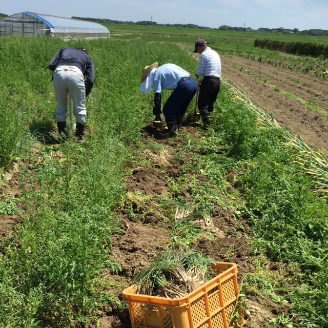 【無農薬・有機栽培】千葉県我孫子市産らっきょう甘酢漬け1袋 食品/飲料/酒の加工食品(漬物)の商品写真