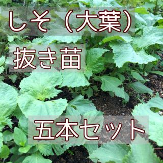 しそ（大葉）抜き苗　五本セット(野菜)