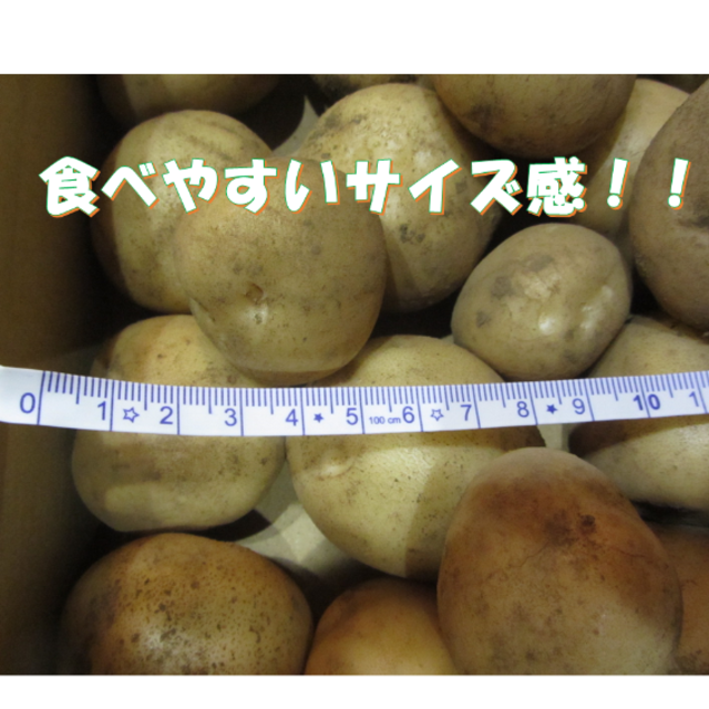 無農薬野菜　新ジャガ　きたあかり　１，５ｋｇ　【７月４日収穫】 食品/飲料/酒の食品(野菜)の商品写真