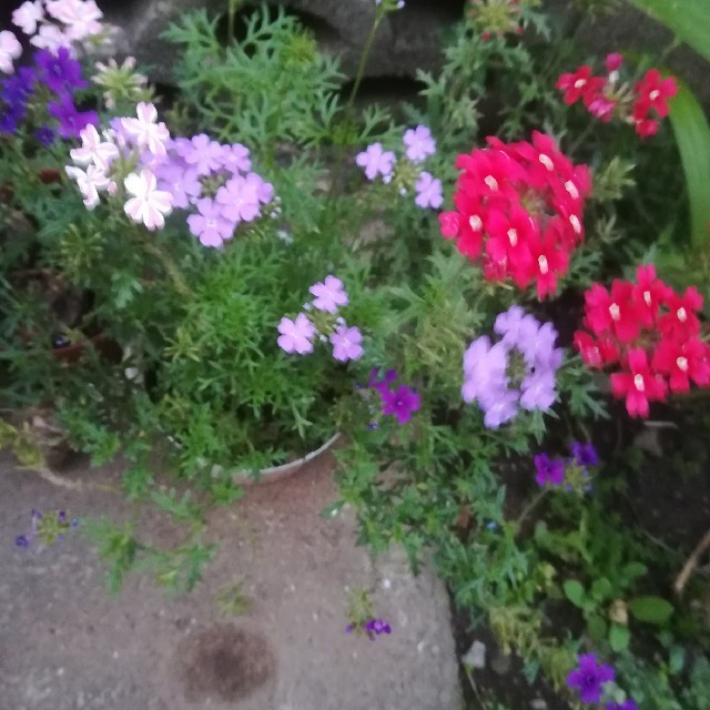バーベナ　3色×2本　合計六本　抜き苗 ハンドメイドのフラワー/ガーデン(その他)の商品写真