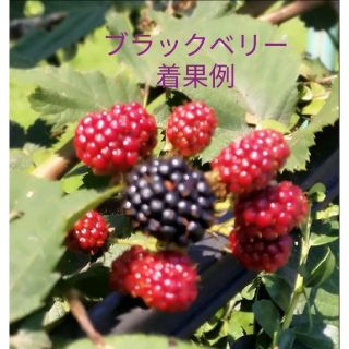 ブラックベリー（ボイソンベリー）実付き・蕾付き苗 −−--（枝長さ約35㎝）　B(その他)