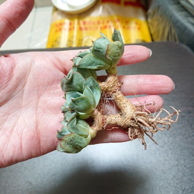 ピーチ&クリーム① 群生 カット苗 多肉植物 ハンドメイドのフラワー/ガーデン(その他)の商品写真