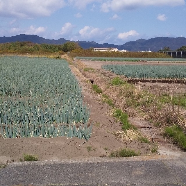 鳥取県産 白ねぎ 3kg 食品/飲料/酒の食品(野菜)の商品写真