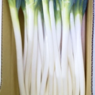 鳥取県産 白ねぎ 3kg(野菜)