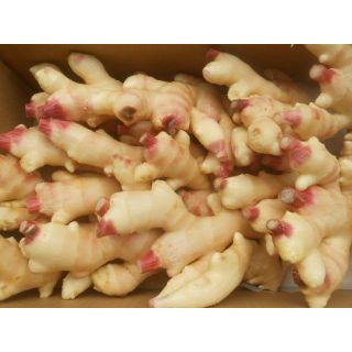 miucoさん専用　クール便　堀たて発送　高知産　ハウス新生姜　約４Kg　A品(野菜)