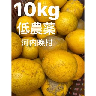 愛媛　低農薬　宇和ゴールド10Kg   河内晩柑　みかん (フルーツ)