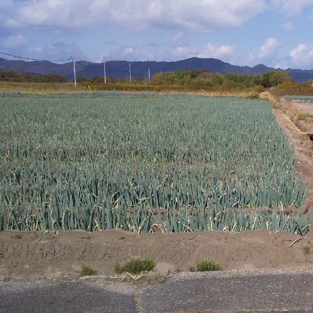 鳥取県産 白ねぎ 3kg 食品/飲料/酒の食品(野菜)の商品写真