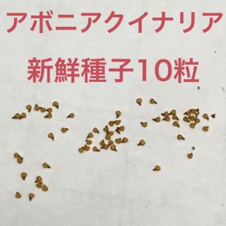 アボニア クイナリア 新鮮種子10粒(その他)