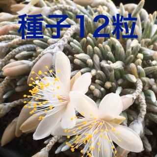 アボニア アルストニー白花 新鮮種子12粒(その他)