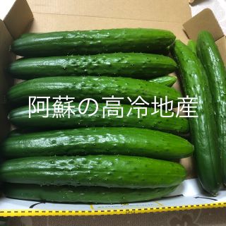 阿蘇のキュウリ 1.5kg  即購入OK 次回発送8月1日(野菜)