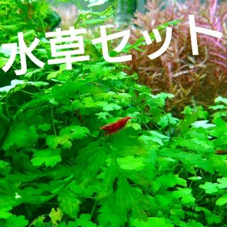 水草セット✴アクアリウムを楽しもう！！(アクアリウム)