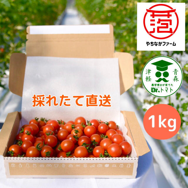 ☘️農学博士のミニトマト【Dr.トマト 1Kg】☘️〜青森津軽産〜 食品/飲料/酒の食品(野菜)の商品写真