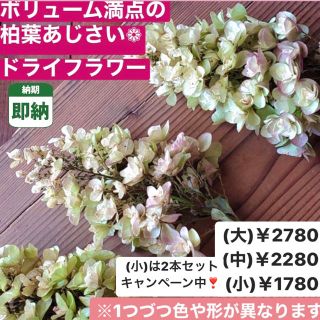 小さいサイズ【即納】柏葉あじさい ドライフラワー 紫陽花 カシワバアジサイ 人気(ドライフラワー)