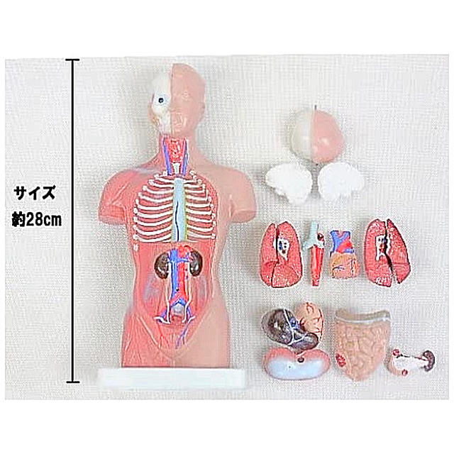 人体模型 人体解剖図 内臓 標本 教材 学校 病院 参考書 医学 医療の通販 By Flower Life ラクマ