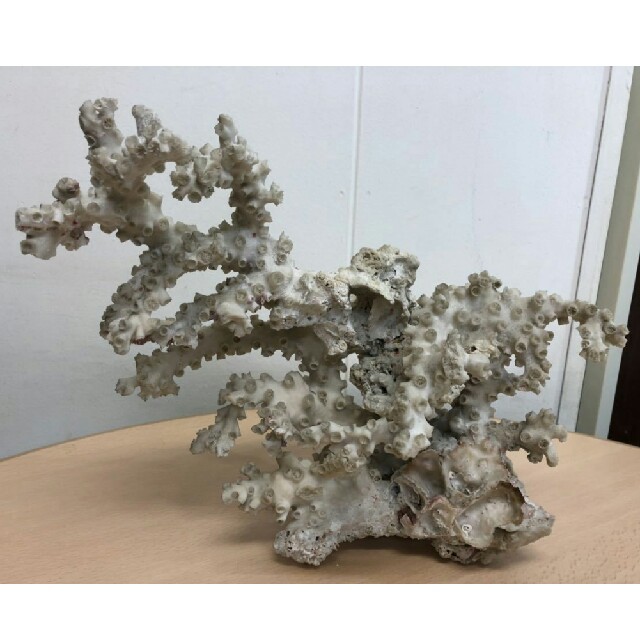 珊瑚 本珊瑚 原木 - eventoscampionepro.com.br